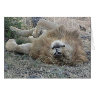 Lions Club, el dormir del león (Masai Mara, Kenia