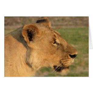 Lions Club, leona intensa (Katavi, Tanzania)