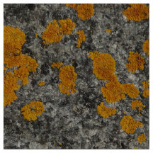 liquen en tela de la foto del granito