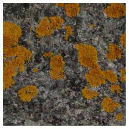 liquen en tela de la foto del granito