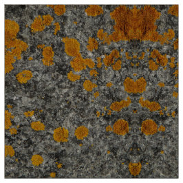 liquen en tela de la foto del granito