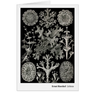 Liquenes de Ernst Haeckel