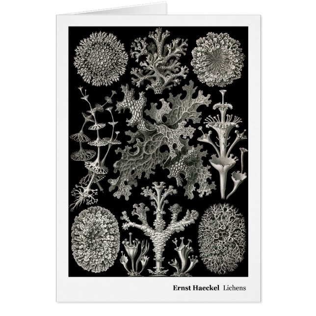 Liquenes de Ernst Haeckel (Frente)