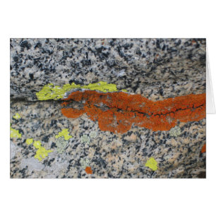 Liquenes, parque nacional de secoya