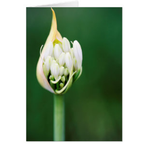 Lirio Africano, Agapanthus Praecox, Ciudad del Cab