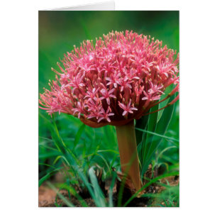 Lirio Africano (Agapanthus Praecox), Mala Mala