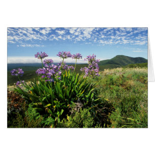 Lirio africano (Agapanthus praecox), Mossel Bay
