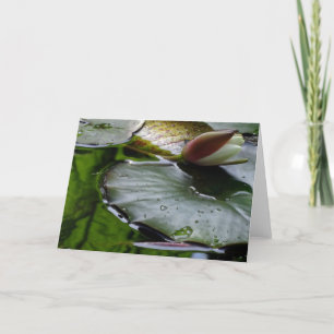 Lirio alrededor a florecer tarjeta de felicitación