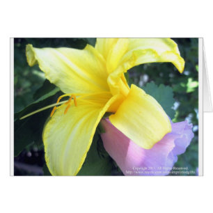 Lirio amarillo