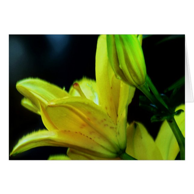 Lirio amarillo con efecto eólico de Shirley Taylor (Anverso (Horizontal))