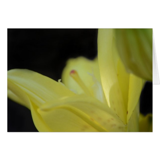 Lirio Amarillo de Shirley Taylor (Anverso (Horizontal))