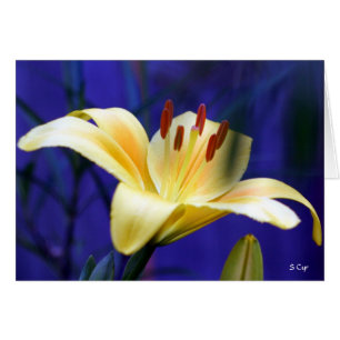 Lirio amarillo, S Cyr