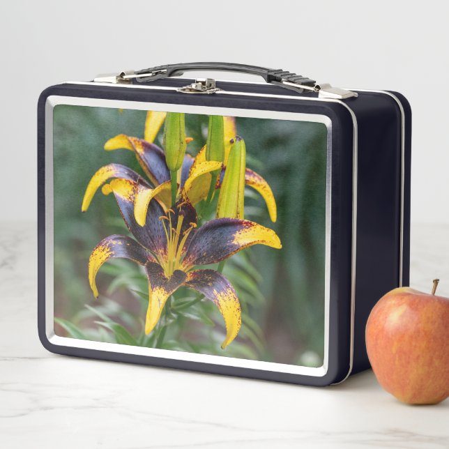 Lirio asiático híbrido negro, floral audaz y elega (In situ)