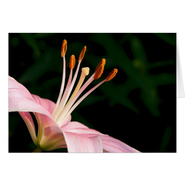 Lirio Asiático Rosa Primer Plano (Anverso (Horizontal))