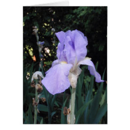 Lirio azul