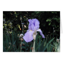Lirio Azul