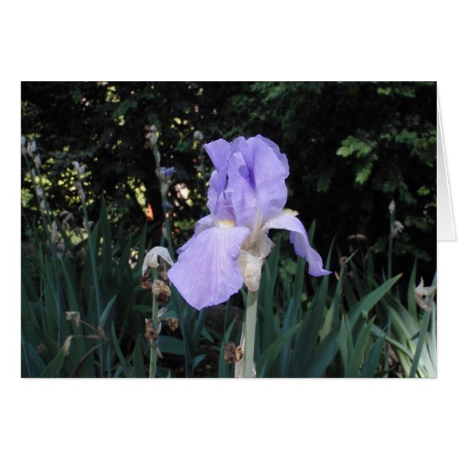 Lirio Azul (Anverso (Horizontal))