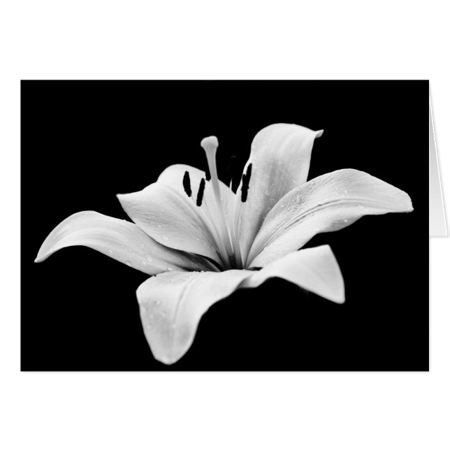 Lirio blanco (Anverso (Horizontal))