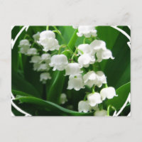 Lirio blanco de la postal del valle