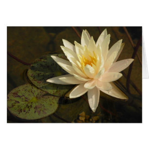 Lirio de agua