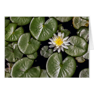 Lirio de agua