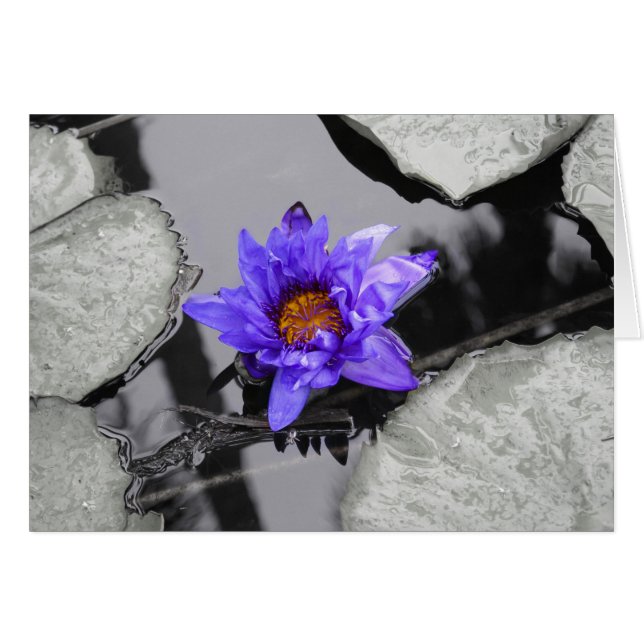 Lirio de agua (Anverso (Horizontal))