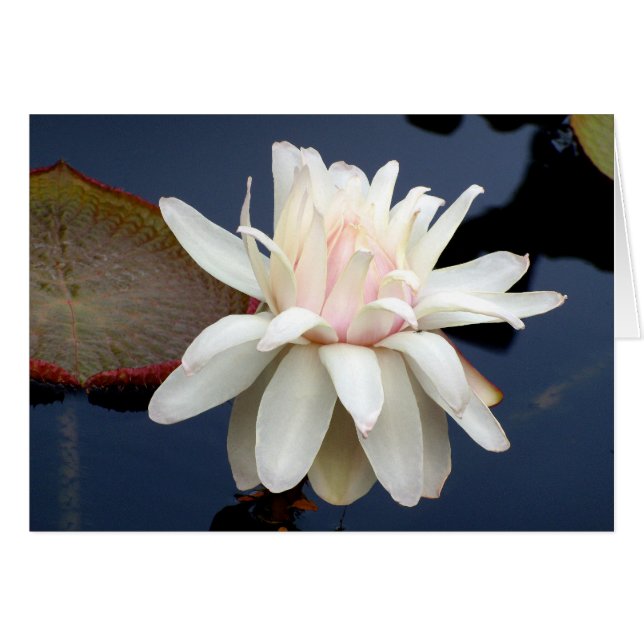 Lirio de agua (Anverso (Horizontal))