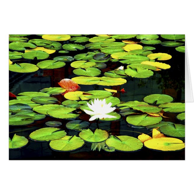 Lirio de agua (Anverso (Horizontal))