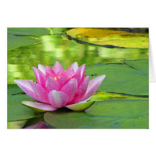 Lirio de agua