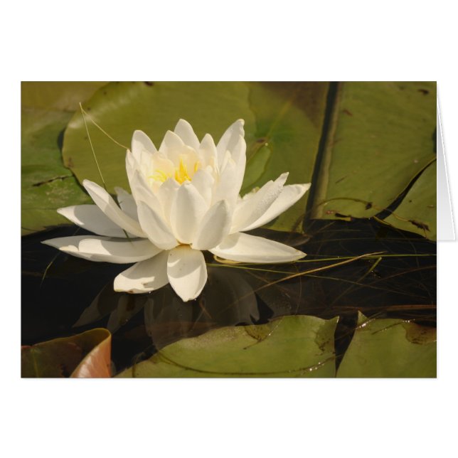 Lirio de agua (Anverso (Horizontal))