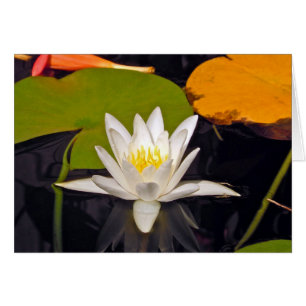 Lirio de agua blanca