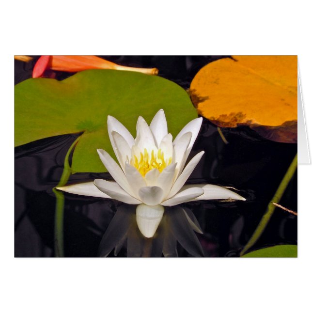 Lirio de agua blanca (Anverso (Horizontal))