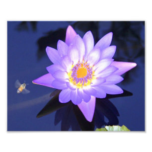 Lirio de agua con la abeja 8" x 10" fotografía
