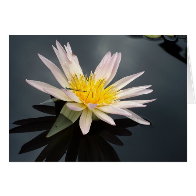 Lirio de agua con libélula (Anverso (Horizontal))