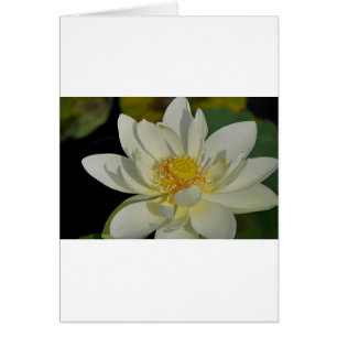 Lirio de agua cremoso.JPG