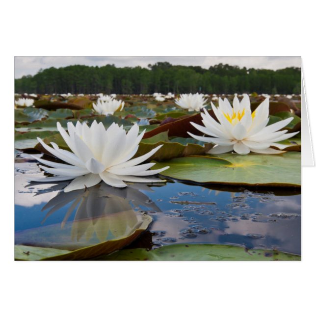 Lirio De Agua Fragrante (Nymphaea Odorata) En Cadd (Anverso (Horizontal))