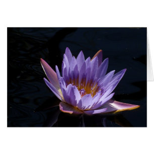 Lirio de agua morada