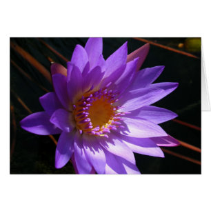 Lirio de agua morada