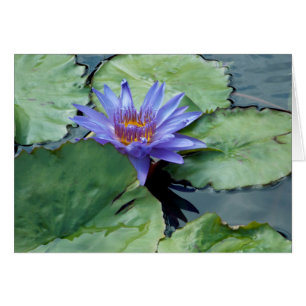 Lirio de agua morada