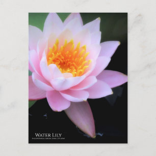 Lirio de agua: postal