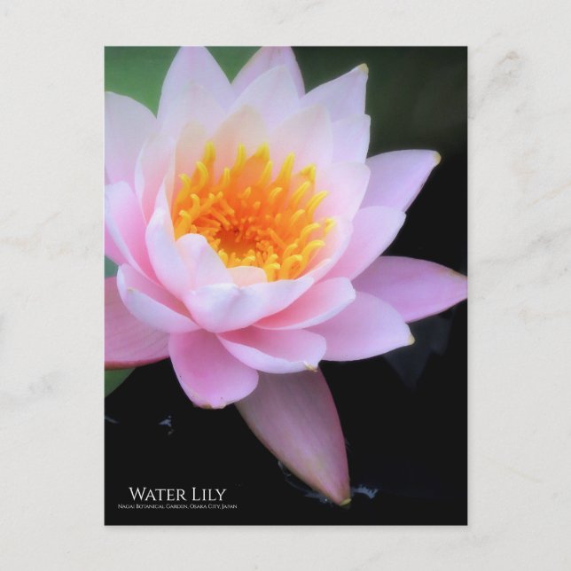 Lirio de agua: postal (Anverso)