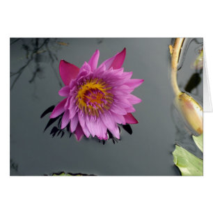 Lirio de agua rosa