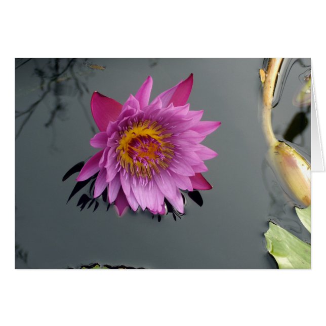 Lirio de agua rosa (Anverso (Horizontal))