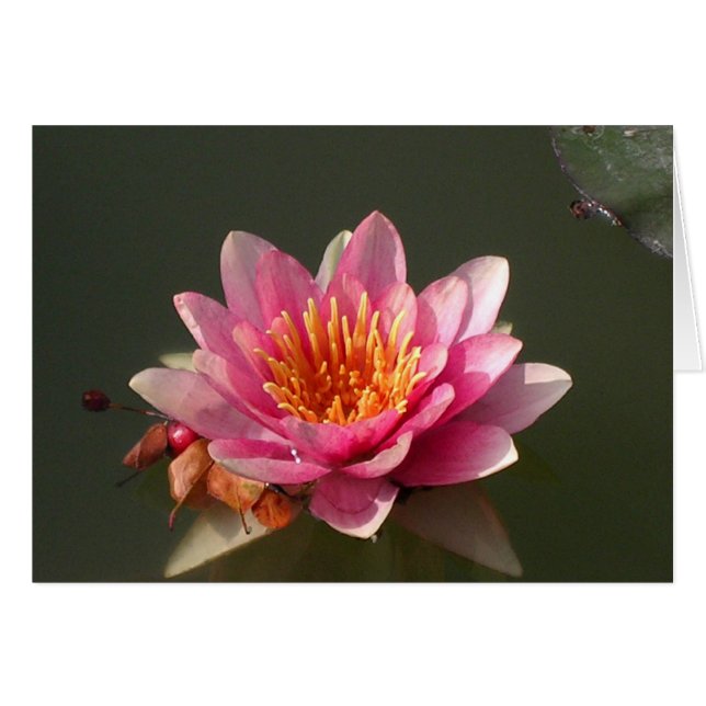 Lirio de agua rosa (Anverso (Horizontal))