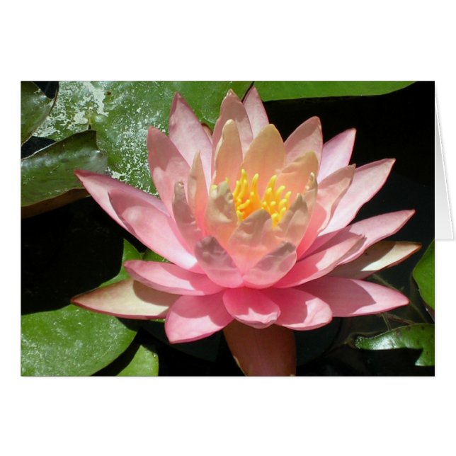 Lirio de agua rosa (Anverso (Horizontal))