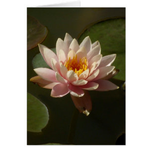 Lirio de agua rosa