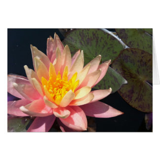 Lirio de agua rosada y rosa