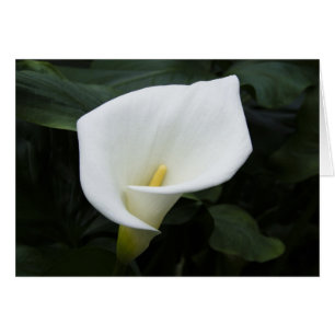 Lirio de Calla Blanca