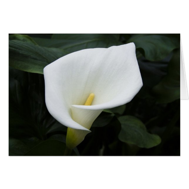 Lirio de Calla Blanca (Anverso (Horizontal))