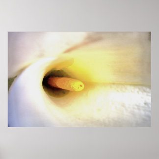 Lirio de Calla Blanca crema cierra arte abstracto